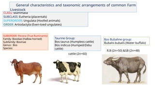 Animal Subclasses Taxonomic classification of Domestic Livestock – Domestication of farm ...