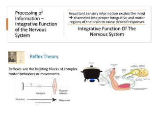 Processing of
Information –
Integrative Function
of the Nervous
System
Important sensory information excites the mind
à channeled into proper integrative and motor
regions of the brain to cause desired responses
Integrative Function Of The
Nervous System
 