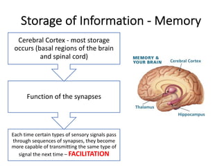 Storage of Information - Memory
Each time certain types of sensory signals pass
through sequences of synapses, they become
more capable of transmitting the same type of
signal the next time – FACILITATION
Function of the synapses
Cerebral Cortex - most storage
occurs (basal regions of the brain
and spinal cord)
 