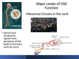 Major Levels of CNS
Function
• Spinal Cord -
Conduit for
signals from
periphery of the
body to the brain
and vice versa
•Neuronal Circuits in the cord
 