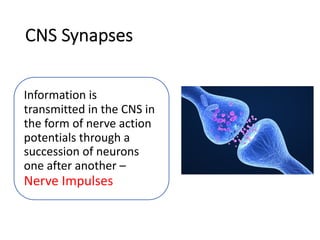 CNS Synapses
Information is
transmitted in the CNS in
the form of nerve action
potentials through a
succession of neurons
one after another –
Nerve Impulses
 