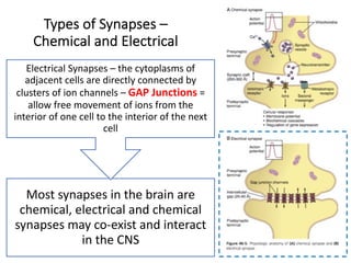 Most synapses in the brain are
chemical, electrical and chemical
synapses may co-exist and interact
in the CNS
Electrical Synapses – the cytoplasms of
adjacent cells are directly connected by
clusters of ion channels – GAP Junctions =
allow free movement of ions from the
interior of one cell to the interior of the next
cell
Types of Synapses –
Chemical and Electrical
 