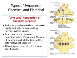 Types of Synapses –
Chemical and Electrical
”One-Way” conduction of
Chemical Synapses
• An important characteristic that makes
highly desirable for transmitting
nervous system signals
• From neuron that secretes
neurotransmitter Presynaptic Neuron
à neuron on which the transmitter
acts Postsynaptic Neuron
• Allows signals to be directed toward
specific goals
 