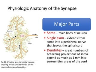 Physiologic Anatomy of the Synapse
Major Parts
• Soma – main body of neuron
• Single axon – extends from
soma into a peripheral nerve
that leaves the spinal cord
• Dendrites – great numbers of
branching projections of soma
extend as much as 1 mm into
surrounding areas of the cord
Fig.46-6 Typical anterior motor neuron
showing presynaptic terminals on the
neuronal soma and dendrites
 