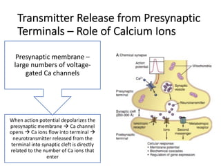 Transmitter Release from Presynaptic
Terminals – Role of Calcium Ions
When action potential depolarizes the
presynaptic membrane à Ca channel
opens à Ca ions flow into terminal à
neurotransmitter released from the
terminal into synaptic cleft is directly
related to the number of Ca ions that
enter
Presynaptic membrane –
large numbers of voltage-
gated Ca channels
 