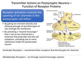 Transmitter Actions on Postsynaptic Neurons –
Function of Receptor Proteins
Receptor activation controls the
opening of ion channels in the
postsynaptic cell either:
• By gating ion channels directly and
allowing passage of specified types of
ions through the membrane
• By activating a “second messenger”
that is not an ion channel but a
molecule that protrudes into the cell
cytoplasm, activating one or more
substances inside the postsynaptic
neuron
Ionotropic Receptors – neurotransmitter receptors that directly gate ion channels
Metabotropic Receptors – act through second messenger systems
 