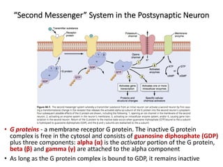 “Second Messenger” System in the Postsynaptic Neuron
• G proteins - a membrane receptor G protein. The inactive G protein
complex is free in the cytosol and consists of guanosine diphosphate (GDP)
plus three components: alpha (α) is the activator portion of the G protein,
beta (β) and gamma (γ) are attached to the alpha component
• As long as the G protein complex is bound to GDP, it remains inactive
 