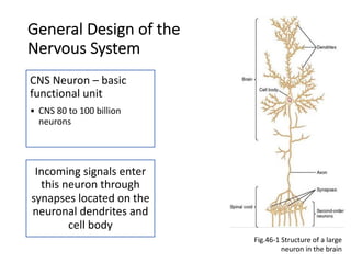General Design of the
Nervous System
CNS Neuron – basic
functional unit
• CNS 80 to 100 billion
neurons
Incoming signals enter
this neuron through
synapses located on the
neuronal dendrites and
cell body
Fig.46-1 Structure of a large
neuron in the brain
 