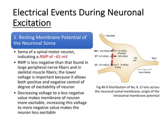 Electrical Events During Neuronal
Excitation
1. Resting Membrane Potential of
the Neuronal Soma
• Soma of a spinal motor neuron,
indicating a RMP of −65 mV
• RMP is less negative than that found in
large peripheral nerve fibers and in
skeletal muscle fibers; the lower
voltage is important because it allows
both positive and negative control of
degree of excitability of neuron
• Decreasing voltage to a less negative
value makes membrane of neuron
more excitable, increasing this voltage
to more negative value makes the
neuron less excitable
Fig.46-9 Distribution of Na, K, Cl ions across
the neuronal somal membrane; origin of the
intrasomal membrane potential
 