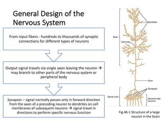 General Design of the
Nervous System
Synapses – signal normally passes only in forward direction
from the axon of a preceding neuron to dendrites on cell
membranes of subsequent neurons à signal travel in
directions to perform specific nervous function
Output signal travels via single axon leaving the neuron à
may branch to other parts of the nervous system or
peripheral body
From input fibers - hundreds to thousands of synaptic
connections for different types of neurons
Fig.46-1 Structure of a large
neuron in the brain
 