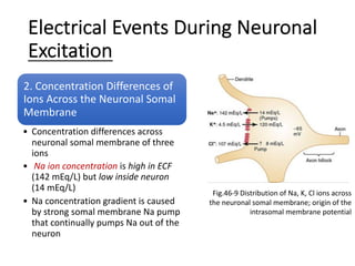 Electrical Events During Neuronal
Excitation
2. Concentration Differences of
Ions Across the Neuronal Somal
Membrane
• Concentration differences across
neuronal somal membrane of three
ions
• Na ion concentration is high in ECF
(142 mEq/L) but low inside neuron
(14 mEq/L)
• Na concentration gradient is caused
by strong somal membrane Na pump
that continually pumps Na out of the
neuron
Fig.46-9 Distribution of Na, K, Cl ions across
the neuronal somal membrane; origin of the
intrasomal membrane potential
 