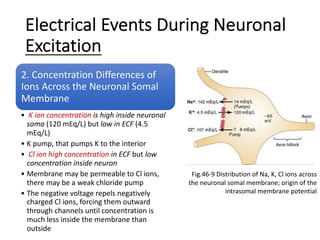 Electrical Events During Neuronal
Excitation
2. Concentration Differences of
Ions Across the Neuronal Somal
Membrane
• K ion concentration is high inside neuronal
soma (120 mEq/L) but low in ECF (4.5
mEq/L)
• K pump, that pumps K to the interior
• Cl ion high concentration in ECF but low
concentration inside neuron
• Membrane may be permeable to Cl ions,
there may be a weak chloride pump
• The negative voltage repels negatively
charged Cl ions, forcing them outward
through channels until concentration is
much less inside the membrane than
outside
Fig.46-9 Distribution of Na, K, Cl ions across
the neuronal somal membrane; origin of the
intrasomal membrane potential
 
