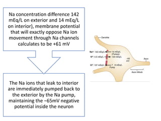 The Na ions that leak to interior
are immediately pumped back to
the exterior by the Na pump,
maintaining the −65mV negative
potential inside the neuron
Na concentration difference 142
mEq/L on exterior and 14 mEq/L
on interior), membrane potential
that will exactly oppose Na ion
movement through Na channels
calculates to be +61 mV
 