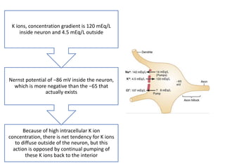 Because of high intracellular K ion
concentration, there is net tendency for K ions
to diffuse outside of the neuron, but this
action is opposed by continual pumping of
these K ions back to the interior
Nernst potential of −86 mV inside the neuron,
which is more negative than the −65 that
actually exists
K ions, concentration gradient is 120 mEq/L
inside neuron and 4.5 mEq/L outside
 