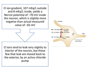 Cl ions tend to leak very slightly to
interior of the neuron, but those
few that leak are moved back to
the exterior, by an active chloride
pump
Cl ion gradient, 107 mEq/L outside
and 8 mEq/L inside, yields a
Nernst potential of −70 mV inside
the neuron, which is slightly more
negative than actual measured
value of −65 mV
 