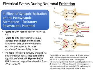 Electrical Events During Neuronal Excitation
4. Effect of Synaptic Excitation
on the Postsynaptic
Membrane – Excitatory
Postsynaptic Potential
• Figure 46-10A resting neuron RMP −65
mV
• Figure 46-10B presynaptic terminal
secreted transmitter into the cleft,
transmitter acts on the membrane
excitatory receptor to increase
membrane’s permeability to Na
• The rapid influx of positively charged Na
ions to interior neutralizes part of the
negativity of the RMP. Figure 46-10B,
RMP increased in positive direction from
−65 to −45 mV
Fig.46-10 Three states of a neuron. A, Resting neuron,
with a normal intraneuronal potential of −65 mV. B,
Neuron in an excited state, with a less negative
intraneuronal potential (−45 mV) caused by sodium influx.
C, Neuron in an inhibited state, with a more negative
intraneuronal membrane potential (−70 mV) caused by
potassium ion efflux, chloride ion influx, or both.
 