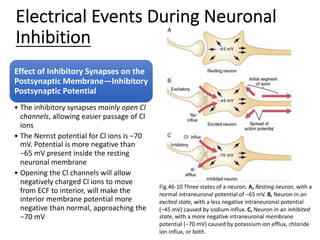 Effect of Inhibitory Synapses on the
Postsynaptic Membrane—Inhibitory
Postsynaptic Potential
• The inhibitory synapses mainly open Cl
channels, allowing easier passage of Cl
ions
• The Nernst potential for Cl ions is −70
mV. Potential is more negative than
−65 mV present inside the resting
neuronal membrane
• Opening the Cl channels will allow
negatively charged Cl ions to move
from ECF to interior, will make the
interior membrane potential more
negative than normal, approaching the
−70 mV
Electrical Events During Neuronal
Inhibition
Fig.46-10 Three states of a neuron. A, Resting neuron, with a
normal intraneuronal potential of −65 mV. B, Neuron in an
excited state, with a less negative intraneuronal potential
(−45 mV) caused by sodium influx. C, Neuron in an inhibited
state, with a more negative intraneuronal membrane
potential (−70 mV) caused by potassium ion efflux, chloride
ion influx, or both.
 