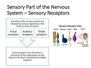 Sensory Part of the Nervous
System – Sensory Receptors
Cause reactions from the brain or
memories of the experiences can be
stored in the brain and determine bodily
reactions
Activities of the nervous system are
initiated by sensory experiences that
excite sensory receptors
Visual
receptors
Auditory
receptors
Tactile
receptors
 