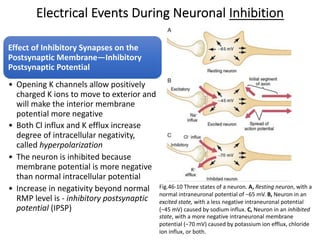 Electrical Events During Neuronal Inhibition
Effect of Inhibitory Synapses on the
Postsynaptic Membrane—Inhibitory
Postsynaptic Potential
• Opening K channels allow positively
charged K ions to move to exterior and
will make the interior membrane
potential more negative
• Both Cl influx and K efflux increase
degree of intracellular negativity,
called hyperpolarization
• The neuron is inhibited because
membrane potential is more negative
than normal intracellular potential
• Increase in negativity beyond normal
RMP level is - inhibitory postsynaptic
potential (IPSP)
Fig.46-10 Three states of a neuron. A, Resting neuron, with a
normal intraneuronal potential of −65 mV. B, Neuron in an
excited state, with a less negative intraneuronal potential
(−45 mV) caused by sodium influx. C, Neuron in an inhibited
state, with a more negative intraneuronal membrane
potential (−70 mV) caused by potassium ion efflux, chloride
ion influx, or both.
 