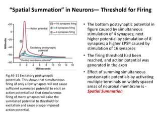 Fig.46-11 Excitatory postsynaptic
potentials. This shows that simultaneous
firing of only a few synapses will not cause
sufficient summated potential to elicit an
action potential but that simultaneous
firing of many synapses will raise the
summated potential to threshold for
excitation and cause a superimposed
action potential.
• The bottom postsynaptic potential in
figure caused by simultaneous
stimulation of 4 synapses; next
higher potential by stimulation of 8
synapses; a higher EPSP caused by
stimulation of 16 synapses
• The firing threshold had been
reached, and action potential was
generated in the axon
• Effect of summing simultaneous
postsynaptic potentials by activating
multiple terminals on widely spaced
areas of neuronal membrane is -
Spatial Summation
“Spatial Summation” in Neurons— Threshold for Firing
 