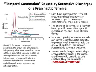 • Each time a presynaptic terminal
fires, the released transmitter
substance opens membrane
channels for at most 1 or 2 msecs
• The changed postsynaptic potential
lasts upto 15 msecs after synaptic
membrane channels have already
closed
• A second opening of same channels
can increase postsynaptic potential
to greater level, the more rapid the
rate of stimulation, the greater
postsynaptic potential becomes
• Successive discharges from a single
presynaptic terminal, if they occur
rapidly enough, can add to one
another; they can summate -
Temporal Summation
“Temporal Summation” Caused by Successive Discharges
of a Presynaptic Terminal
Fig.46-11 Excitatory postsynaptic
potentials. This shows that simultaneous
firing of only a few synapses will not cause
sufficient summated potential to elicit an
action potential but that simultaneous
firing of many synapses will raise the
summated potential to threshold for
excitation and cause a superimposed
action potential.
 