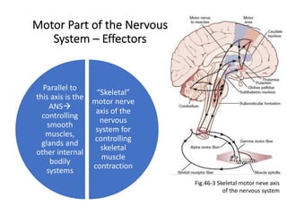 Motor Part of the Nervous
System – Effectors
“Skeletal”
motor nerve
axis of the
nervous
system for
controlling
skeletal
muscle
contraction
Parallel to
this axis is the
ANSà
controlling
smooth
muscles,
glands and
other internal
bodily
systems
Fig.46-3 Skeletal motor neve axis
of the nervous system
 