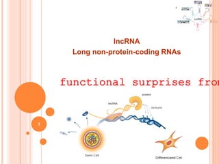 lncRNA
Long non-protein-coding RNAs
1
functional surprises from
 