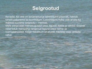 Selgrootud
Kevadel, kui vesi on soojenenud ja taimhõljumit piisavalt, hakkab
kiiresti paljunema ka loomhõljum. Loomhõljumi hulka võib arvata ka
märksa suurema selgrootu – meriristi.
Mere põhjal elab mitmesuguseid usse, tigusid, karpe ja vähilisi. Enamik
neist toitub merepõhja langenud lagunevatest taime- ja
loomajäänustest. Kõige rikkalikum on elustik madalas vees vetikate
vahel.
 