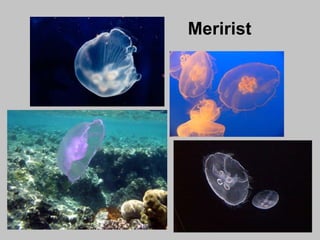 Meririst
 