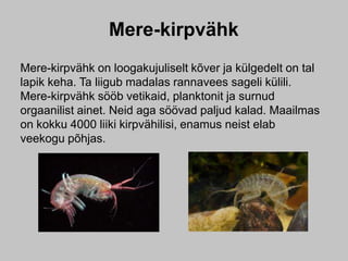 Mere-kirpvähk
Mere-kirpvähk on loogakujuliselt kõver ja külgedelt on tal
lapik keha. Ta liigub madalas rannavees sageli külili.
Mere-kirpvähk sööb vetikaid, planktonit ja surnud
orgaanilist ainet. Neid aga söövad paljud kalad. Maailmas
on kokku 4000 liiki kirpvähilisi, enamus neist elab
veekogu põhjas.
 