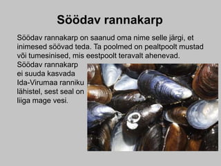 Söödav rannakarp
Söödav rannakarp on saanud oma nime selle järgi, et
inimesed söövad teda. Ta poolmed on pealtpoolt mustad
või tumesinised, mis eestpoolt teravalt ahenevad.
Söödav rannakarp
ei suuda kasvada
Ida-Virumaa ranniku
lähistel, sest seal on
liiga mage vesi.
 