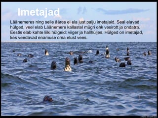 Imetajad
Läänemeres ning selle ääres ei ela just palju imetajaid. Seal elavad
hülged, veel elab Läänemere kallastel mügri ehk vesirott ja ondatra.
Eestis elab kahte liiki hülgeid: viiger ja hallhüljes. Hülged on imetajad,
kes veedavad enamuse oma elust vees.
 
