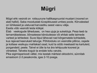 Mügri
Mügri ehk vesirott on rotisuurune hallikaspruunist mustani (noored on
alati hallid). Saba moodustab tüvepikkusest umbes poole. Kõrvalestad
on lühikesed ja ulatuvad karvastiku seest vaevu välja.
Eestis võib vesirotti leida kõikjal.
Elab veekogude läheduses, on hea ujuja ja sukelduja. Pesa teeb ta
tarnamätastesse, õõnsatesse kändudesse või ehitab selle taimede
vartest ja lehtedest. Suve lõpul lähevad nad kõrgematele kohtadele,
kus rajavad keerukaid taliurge. Põhitoiduks on vesirotile pilliroo, osjade
ja kollase vesikupu mahlakad osad, kuid ta sööb meelsasti ka kartuleid,
porgandeid, peete. Talvel ei ütle ta ka ära lehtpuude koorest ja
võrsetest. Talveks kogub ta endale toitu varuks.
Pika sigimisperioodi vältel, mis kestab märtsist oktoobrini, sünnitab
emasloom 2-3 pesakonda, igas 2-10 poega.
 