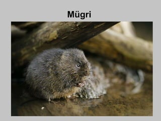 Mügri
 