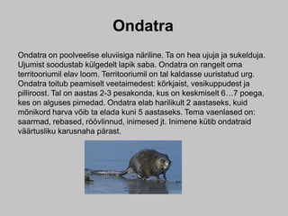 Ondatra
Ondatra on poolveelise eluviisiga näriline. Ta on hea ujuja ja sukelduja.
Ujumist soodustab külgedelt lapik saba. Ondatra on rangelt oma
territooriumil elav loom. Territooriumil on tal kaldasse uuristatud urg.
Ondatra toitub peamiselt veetaimedest: kõrkjaist, vesikuppudest ja
pilliroost. Tal on aastas 2-3 pesakonda, kus on keskmiselt 6…7 poega,
kes on alguses pimedad. Ondatra elab harilikult 2 aastaseks, kuid
mõnikord harva võib ta elada kuni 5 aastaseks. Tema vaenlased on:
saarmad, rebased, röövlinnud, inimesed jt. Inimene kütib ondatraid
väärtusliku karusnaha pärast.
 