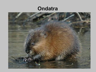 Ondatra
 