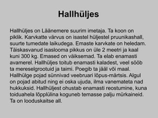 Hallhüljes
Hallhüljes on Läänemere suurim imetaja. Ta koon on
piklik. Karvkatte värvus on isastel hüljestel pruunikashall,
suurte tumedate laikudega. Emaste karvkate on heledam.
Täiskasvanud isaslooma pikkus on üle 2 meetri ja kaal
kuni 300 kg. Emased on väiksemad. Ta elab enamasti
avamerel. Hallhüljes toitub enamasti kaladest, veel sööb
ta mereselgrootuid ja taimi. Poegib ta jääl või maal.
Hallhülge pojad sünnivad veebruari lõpus-märtsis. Algul
on pojad abitud ning ei oska ujuda, ilma vanemateta nad
hukkuksid. Hallhüljest ohustab enamasti reostumine, kuna
toiduahela lõpplülina koguneb temasse palju mürkaineid.
Ta on looduskaitse all.
 