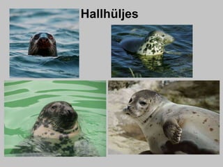Hallhüljes
 