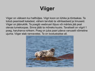 Viiger
Viiger on väiksem kui hallhüljes. Viigri koon on lühike ja töntsakas. Ta
toitub peamiselt kaladest, vähem tarvitab ta vähilaadseid ja limuseid.
Viiger on jäänukliik. Ta poegib veebruari lõpus või märtsis jää peal
olevas lumekoopas. Sinna jääb ta mõneks kuuks. Tavaliselt on viigril 1
poeg, haruharva rohkem. Poeg on juba paari päeva vanuselt võimeline
ujuma. Viiger elab rannavetes. Ta on looduskaitse all.
 
