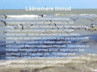 Läänemere linnud
Koos mereimetajate ja mõnede kalaliikidega
moodustavad linnud mere toiduahelate lõpplüli.
Merelinnud on tõelised maailmaasukad. Nad elavad kõigil
rannikutel, kuid arvukamalt on neid kõrgematel
laiuskraadidel. Seal on vesi külmem ja toidurikkam,
eelkõige on seal rohkem planktonit ja ka planktonitoidulisi
loomi. Meremadalikud on olulised veelindude
toitumisalad. Merelinnud joovad merevett. Koos kalade ja
mõnede roomajatega on nad ainsad selgroogsed, kes
suudavad juua nii soolast vett. . Peamised ohud
merelindudele on inimtegevusest tulenev häirimine, elu- ja
toitumispaikade kadumine , õlireostus, kalavõrkudesse
takerdumine ja toiduvarude vähenemine.
 