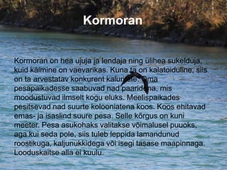 Kormoran
Kormoran on hea ujuja ja lendaja ning ülihea sukelduja,
kuid käimine on vaevarikas. Kuna ta on kalatoiduline, siis
on ta arvestatav konkurent kaluritele. Oma
pesapaikadesse saabuvad nad paaridena, mis
moodustuvad ilmselt kogu eluks. Meelispaikades
pesitsevad nad suurte kolooniatena koos. Koos ehitavad
emas- ja isaslind suure pesa. Selle kõrgus on kuni
meeter. Pesa asukohaks valitakse võimalusel puuoks,
aga kui seda pole, siis tuleb leppida lamandunud
roostikuga, kaljunukkidega või isegi tasase maapinnaga.
Looduskaitse alla ei kuulu.
 