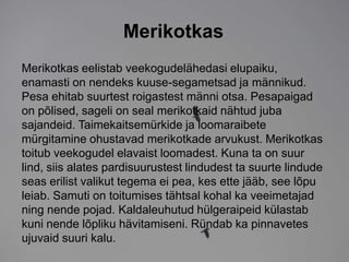 Merikotkas
Merikotkas eelistab veekogudelähedasi elupaiku,
enamasti on nendeks kuuse-segametsad ja männikud.
Pesa ehitab suurtest roigastest männi otsa. Pesapaigad
on põlised, sageli on seal merikotkaid nähtud juba
sajandeid. Taimekaitsemürkide ja loomaraibete
mürgitamine ohustavad merikotkade arvukust. Merikotkas
toitub veekogudel elavaist loomadest. Kuna ta on suur
lind, siis alates pardisuurustest lindudest ta suurte lindude
seas erilist valikut tegema ei pea, kes ette jääb, see lõpu
leiab. Samuti on toitumises tähtsal kohal ka veeimetajad
ning nende pojad. Kaldaleuhutud hülgeraipeid külastab
kuni nende lõpliku hävitamiseni. Ründab ka pinnavetes
ujuvaid suuri kalu.
 