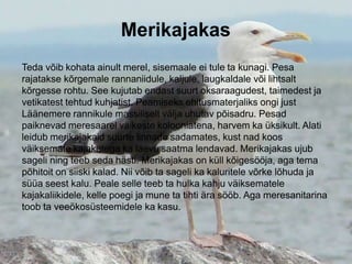 Merikajakas
Teda võib kohata ainult merel, sisemaale ei tule ta kunagi. Pesa
rajatakse kõrgemale rannaniidule, kaljule, laugkaldale või lihtsalt
kõrgesse rohtu. See kujutab endast suurt oksaraagudest, taimedest ja
vetikatest tehtud kuhjatist. Peamiseks ehitusmaterjaliks ongi just
Läänemere rannikule massiliselt välja uhutav põisadru. Pesad
paiknevad meresaarel väikeste kolooniatena, harvem ka üksikult. Alati
leidub merikajakaid suurte linnade sadamates, kust nad koos
väiksemate kajakatega ka laevu saatma lendavad. Merikajakas ujub
sageli ning teeb seda hästi. Merikajakas on küll kõigesööja, aga tema
põhitoit on siiski kalad. Nii võib ta sageli ka kaluritele võrke lõhuda ja
süüa seest kalu. Peale selle teeb ta hulka kahju väiksematele
kajakaliikidele, kelle poegi ja mune ta tihti ära sööb. Aga meresanitarina
toob ta veeökosüsteemidele ka kasu.
 