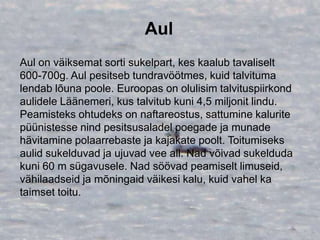 Aul
Aul on väiksemat sorti sukelpart, kes kaalub tavaliselt
600-700g. Aul pesitseb tundravöötmes, kuid talvituma
lendab lõuna poole. Euroopas on olulisim talvituspiirkond
aulidele Läänemeri, kus talvitub kuni 4,5 miljonit lindu.
Peamisteks ohtudeks on naftareostus, sattumine kalurite
püünistesse nind pesitsusaladel poegade ja munade
hävitamine polaarrebaste ja kajakate poolt. Toitumiseks
aulid sukelduvad ja ujuvad vee all. Nad võivad sukelduda
kuni 60 m sügavusele. Nad söövad peamiselt limuseid,
vähilaadseid ja mõningaid väikesi kalu, kuid vahel ka
taimset toitu.
 