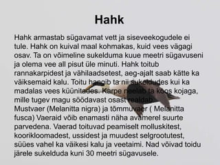 Hahk
Hahk armastab sügavamat vett ja siseveekogudele ei
tule. Hahk on kuival maal kohmakas, kuid vees vägagi
osav. Ta on võimeline sukelduma kuue meetri sügavuseni
ja olema vee all pisut üle minuti. Hahk toitub
rannakarpidest ja vähilaadsetest, aeg-ajalt saab kätte ka
väiksemaid kalu. Toitu hangib ta nii sukeldudes kui ka
madalas vees küünitades. Karpe neelab ta koos kojaga,
mille tugev magu söödavast osast realdab.
Mustvaer (Melanitta nigra) ja tõmmuvaer ( Melanitta
fusca) Vaeraid võib enamasti näha avamerel suurte
parvedena. Vaerad toituvad peamiselt molluskitest,
koorikloomadest, ussidest ja muudest selgrootutest,
süües vahel ka väikesi kalu ja veetaimi. Nad võivad toidu
järele sukelduda kuni 30 meetri sügavusele.
 