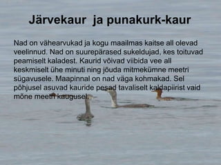 Nad on vähearvukad ja kogu maailmas kaitse all olevad
veelinnud. Nad on suurepärased sukeldujad, kes toituvad
peamiselt kaladest. Kaurid võivad viibida vee all
keskmiselt ühe minuti ning jõuda mitmekümne meetri
sügavusele. Maapinnal on nad väga kohmakad. Sel
põhjusel asuvad kauride pesad tavaliselt kaldapiirist vaid
mõne meetri kaugusel.
Järvekaur ja punakurk-kaur
 