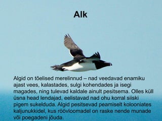 Alk
Algid on tõelised merelinnud – nad veedavad enamiku
ajast vees, kalastades, sulgi kohendades ja isegi
magades, ning tulevad kaldale ainult pesitsema. Olles küll
üsna head lendajad, eelistavad nad ohu korral siiski
pigem sukelduda. Algid pesitsevad peamiselt kolooniates
kaljunukkidel, kus röövloomadel on raske nende munade
või poegadeni jõuda.
 