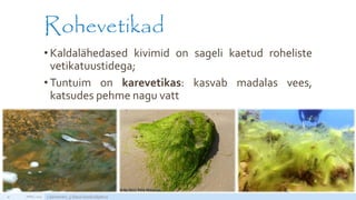 Rohevetikad
• Kaldalähedased kivimid on sageli kaetud roheliste
vetikatuustidega;
• Tuntuim on karevetikas: kasvab madalas vees,
katsudes pehme nagu vatt
APRILL 2015 Läänemeri, 5.klassi loodusõpetus30
http://static2.nagi.ee/i/p/357/39/08934813280fb7_m.jpg/1
 