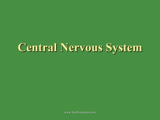 Central Nervous System www.freelivedoctor.com 