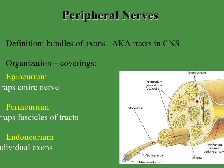 L Nervous System